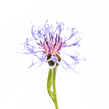 cornflower