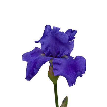 blue iris