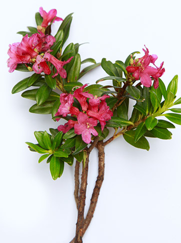 rhododendron skincare benefits