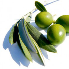 olive leaf