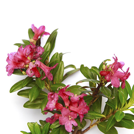 rhododendron alpin