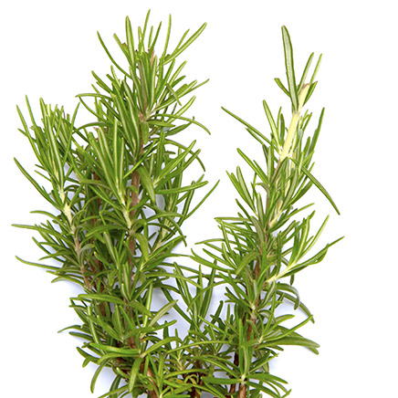 rosemary