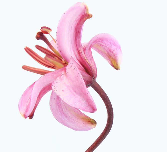 martagon lily skincare