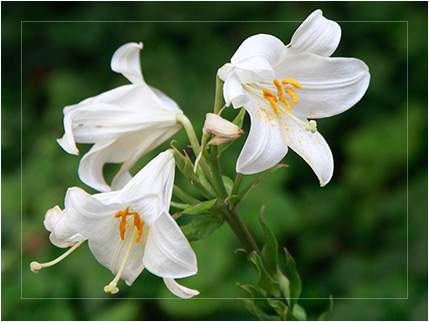 white lily skincare